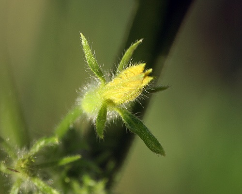 Le larve della mosca Blepharoneura si nutrono anche dei fiori delle piante della famiglia del cetriolo